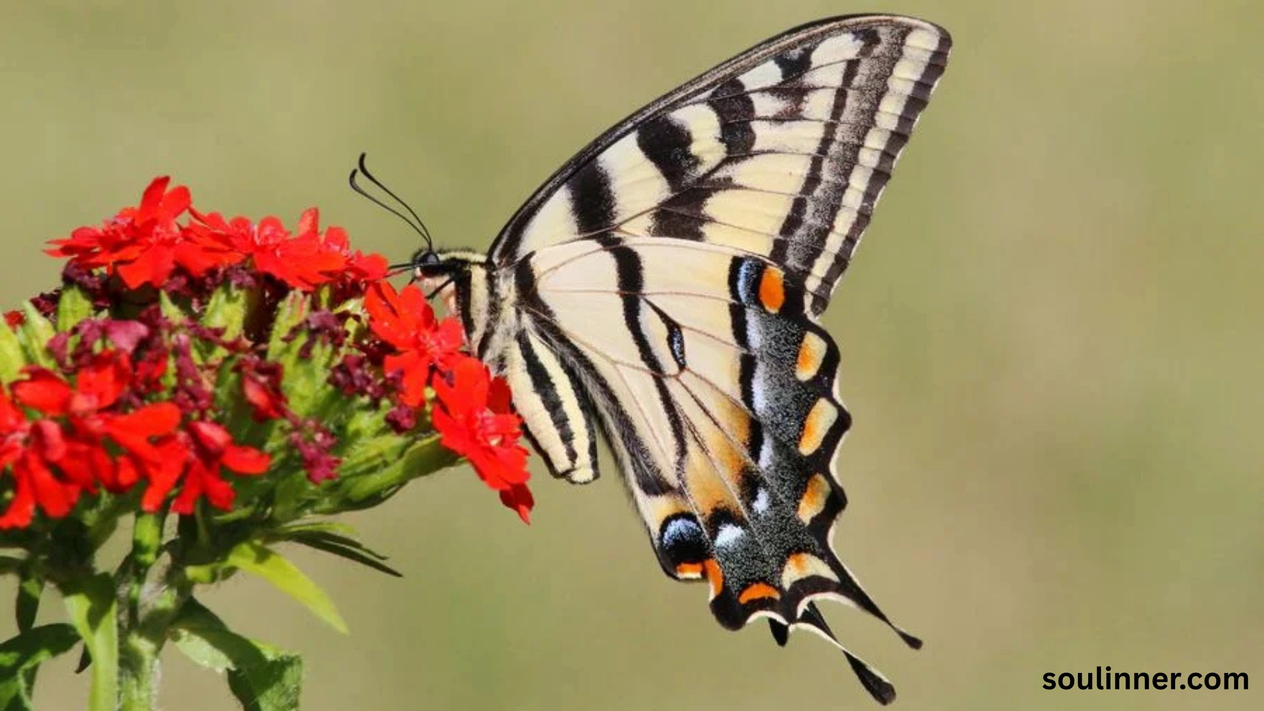 tiger swallowtail butterfly spiritual meaning