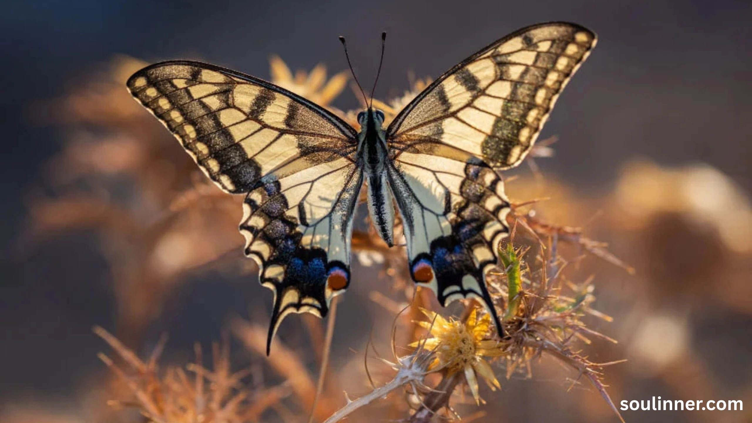 tiger swallowtail butterfly spiritual meaning