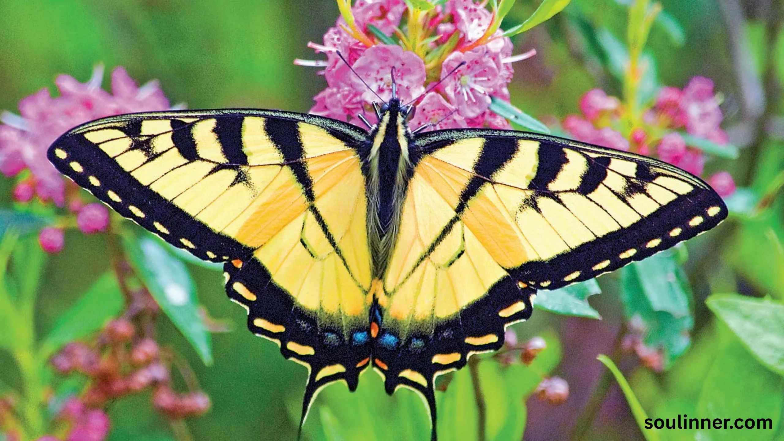 tiger swallowtail butterfly spiritual meaning