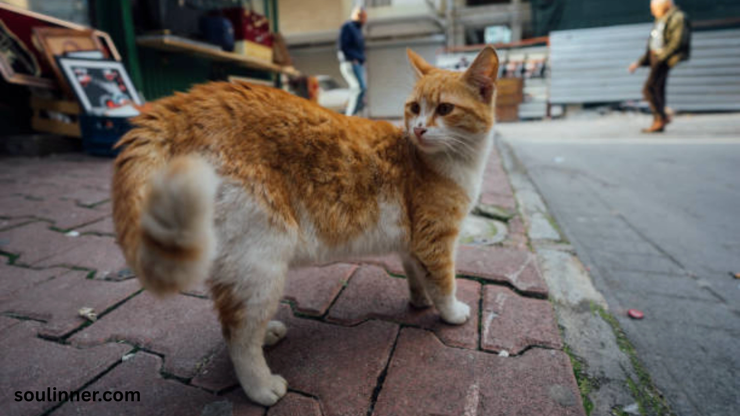 when a stray cat chooses you spiritual meaning