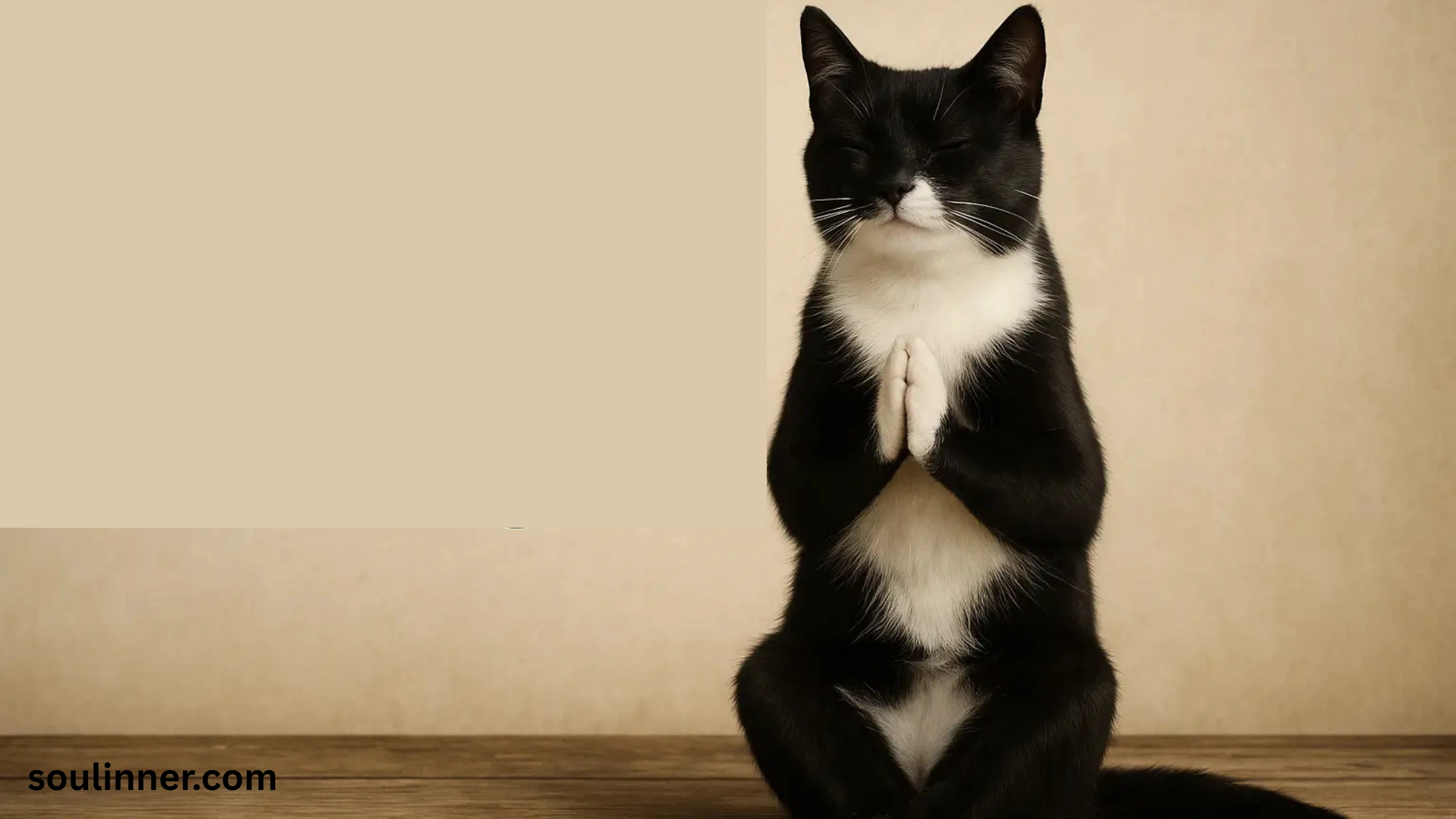 when a stray cat chooses you spiritual meaning