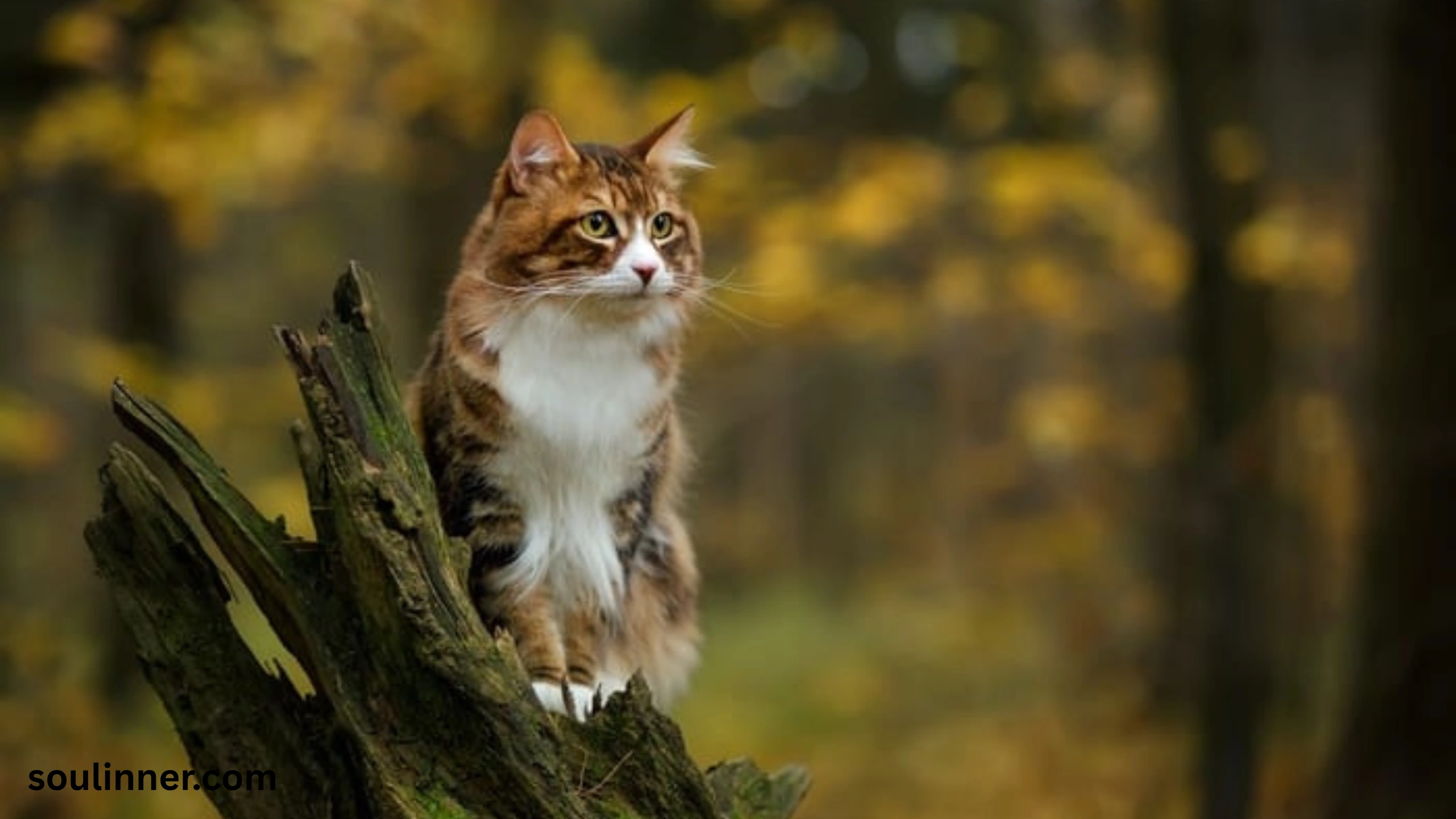 when a stray cat chooses you spiritual meaning