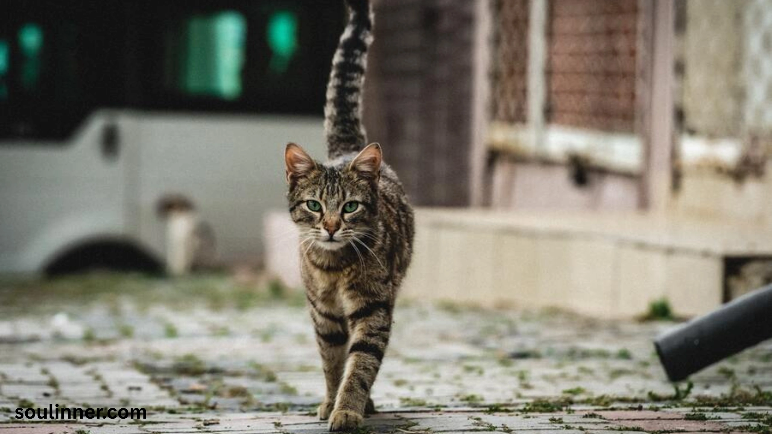 when a stray cat chooses you spiritual meaning