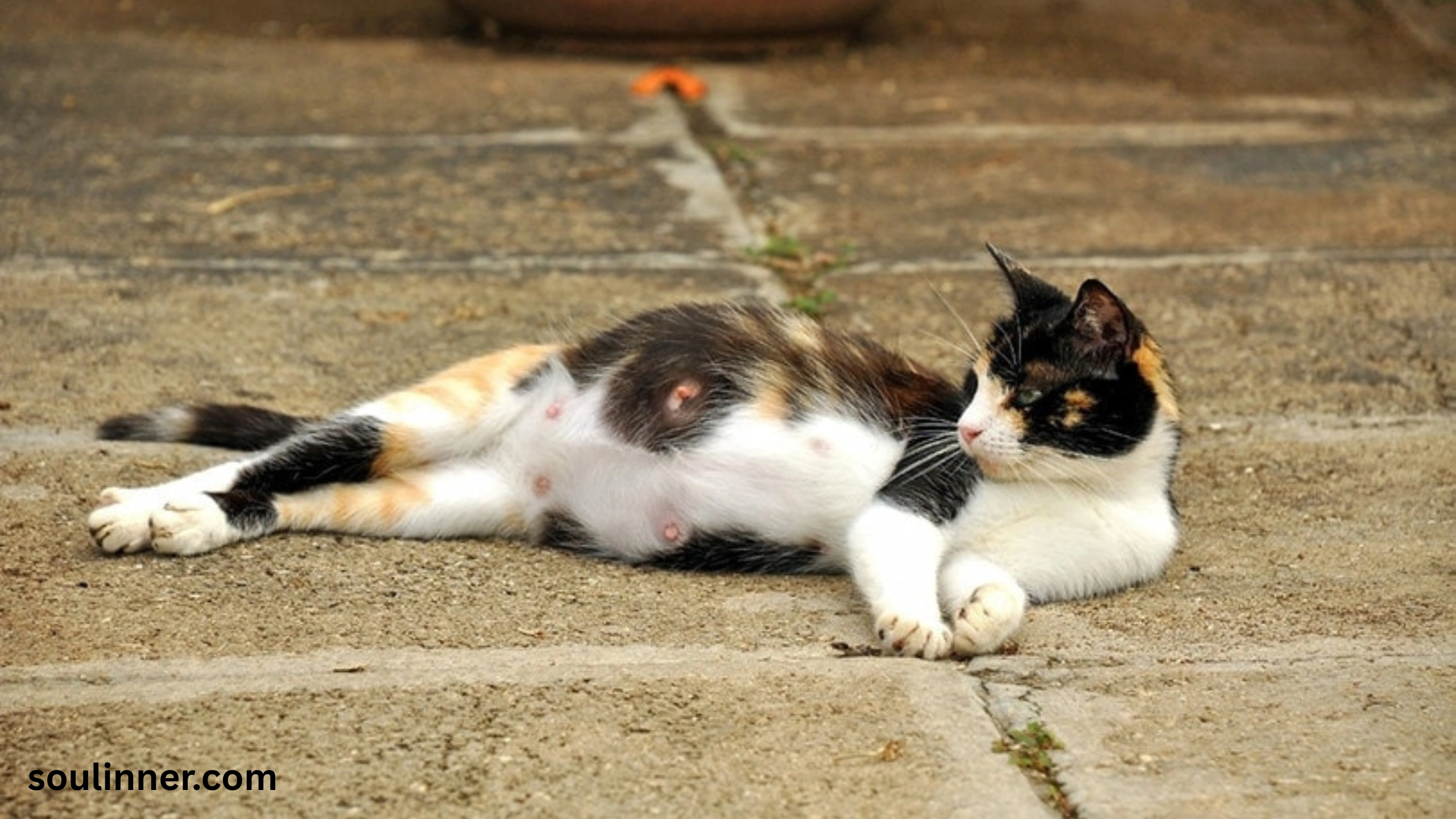 when a stray cat chooses you spiritual meaning