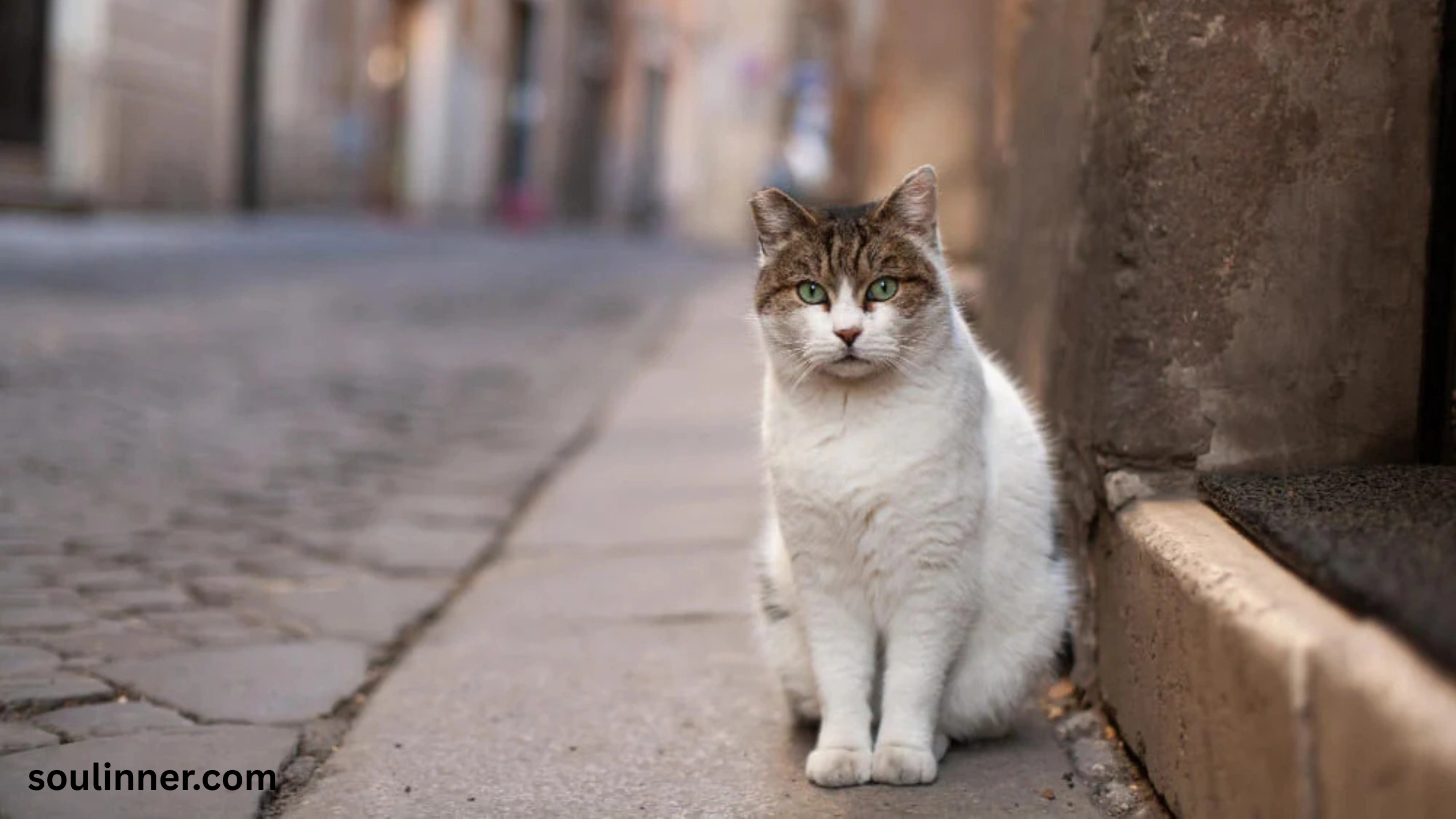 when a stray cat chooses you spiritual meaning