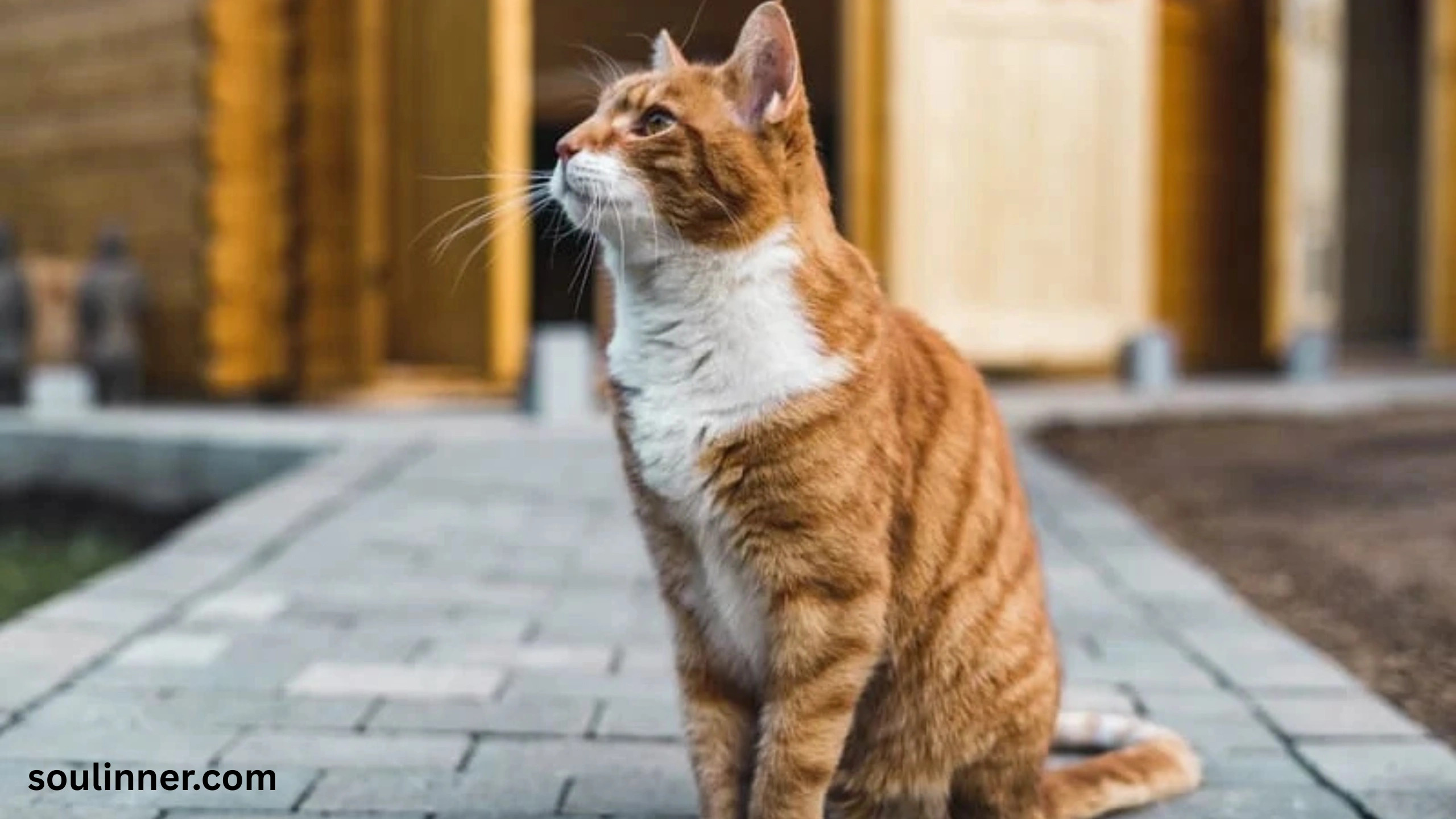 when a stray cat chooses you spiritual meaning