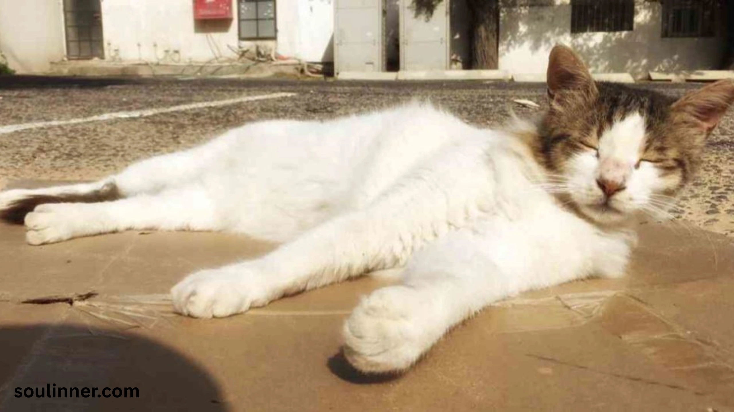 when a stray cat chooses you spiritual meaning