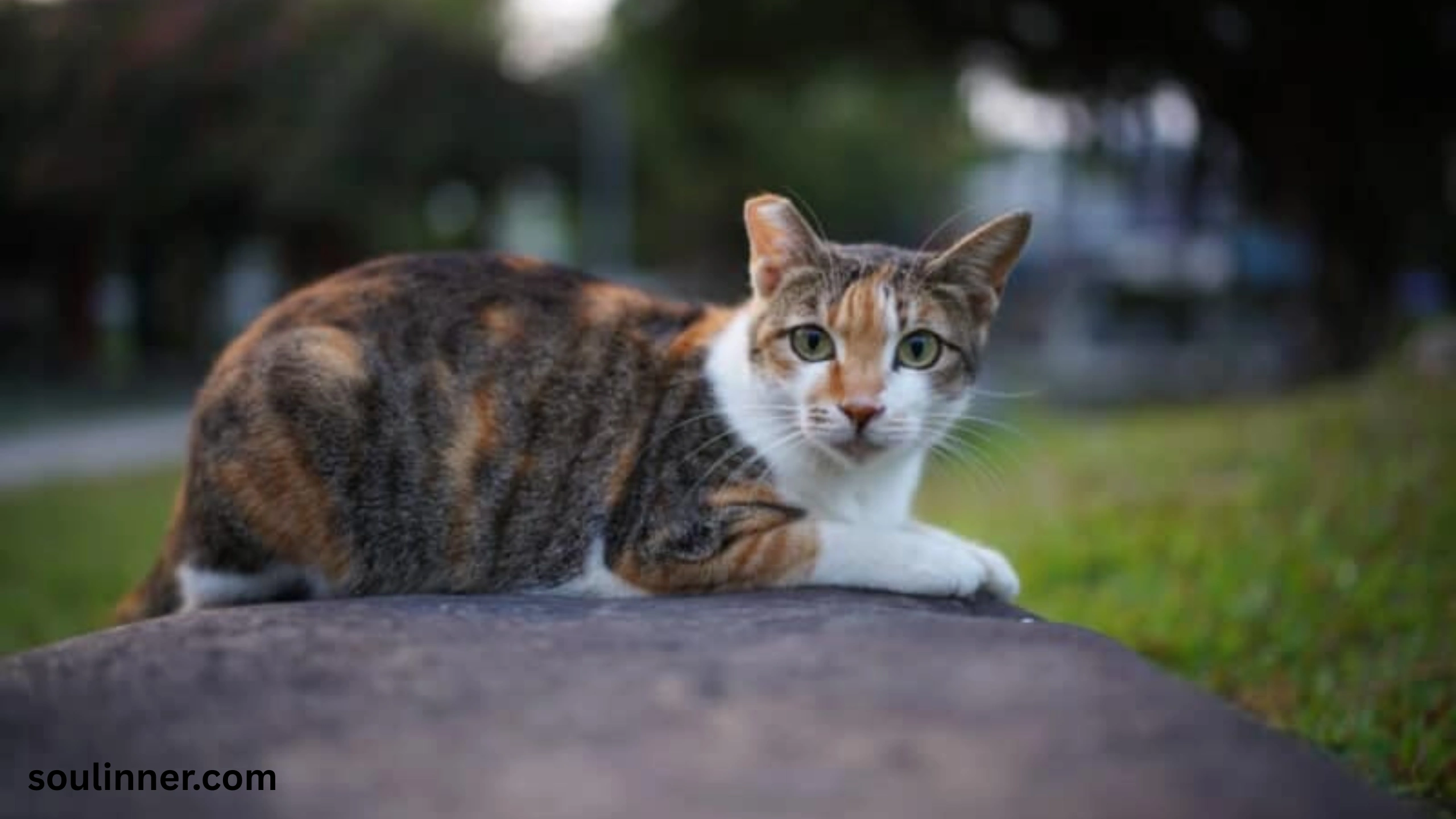 when a stray cat chooses you spiritual meaning