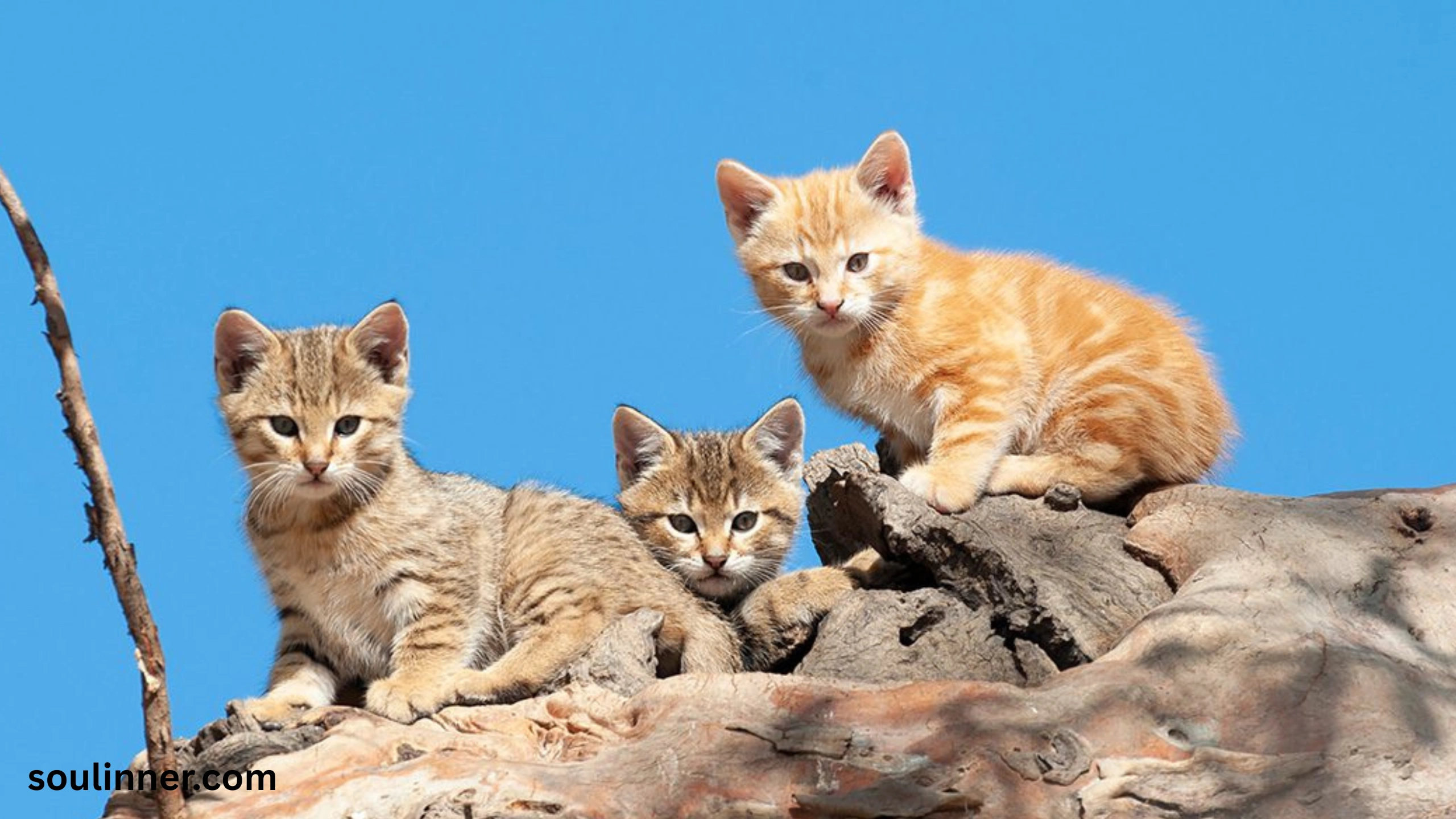 when a stray cat chooses you spiritual meaning