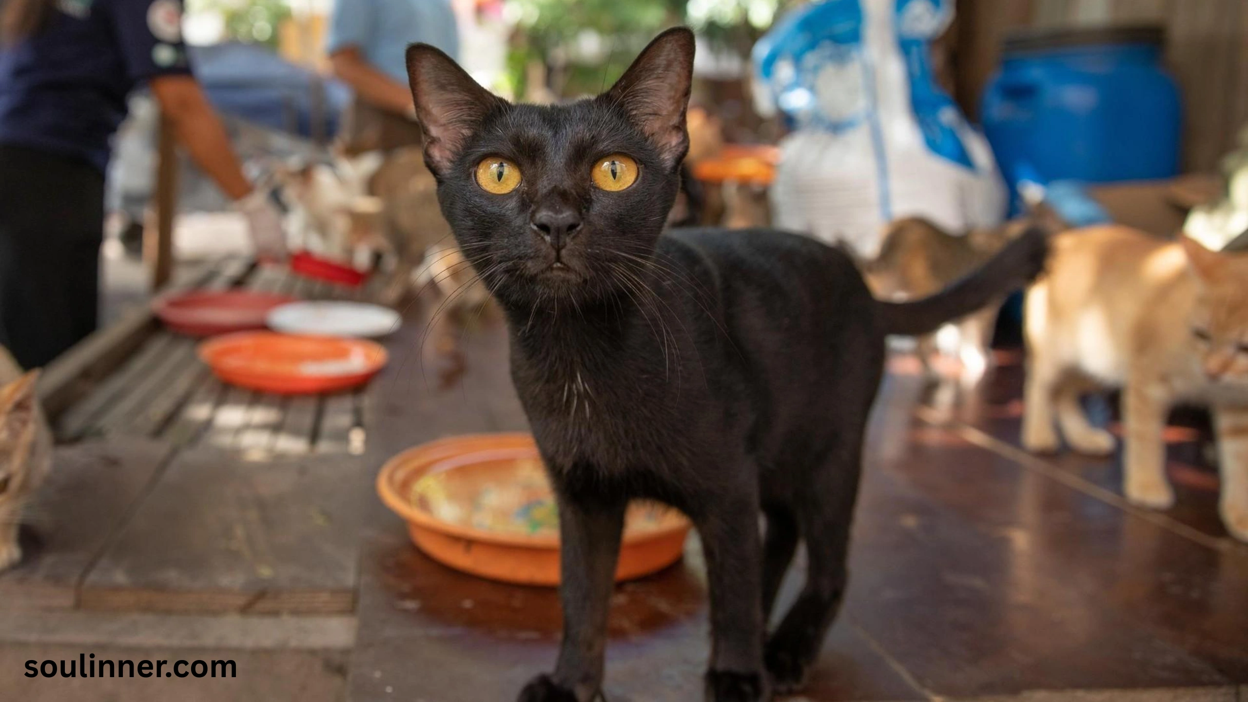 when a stray cat chooses you spiritual meaning