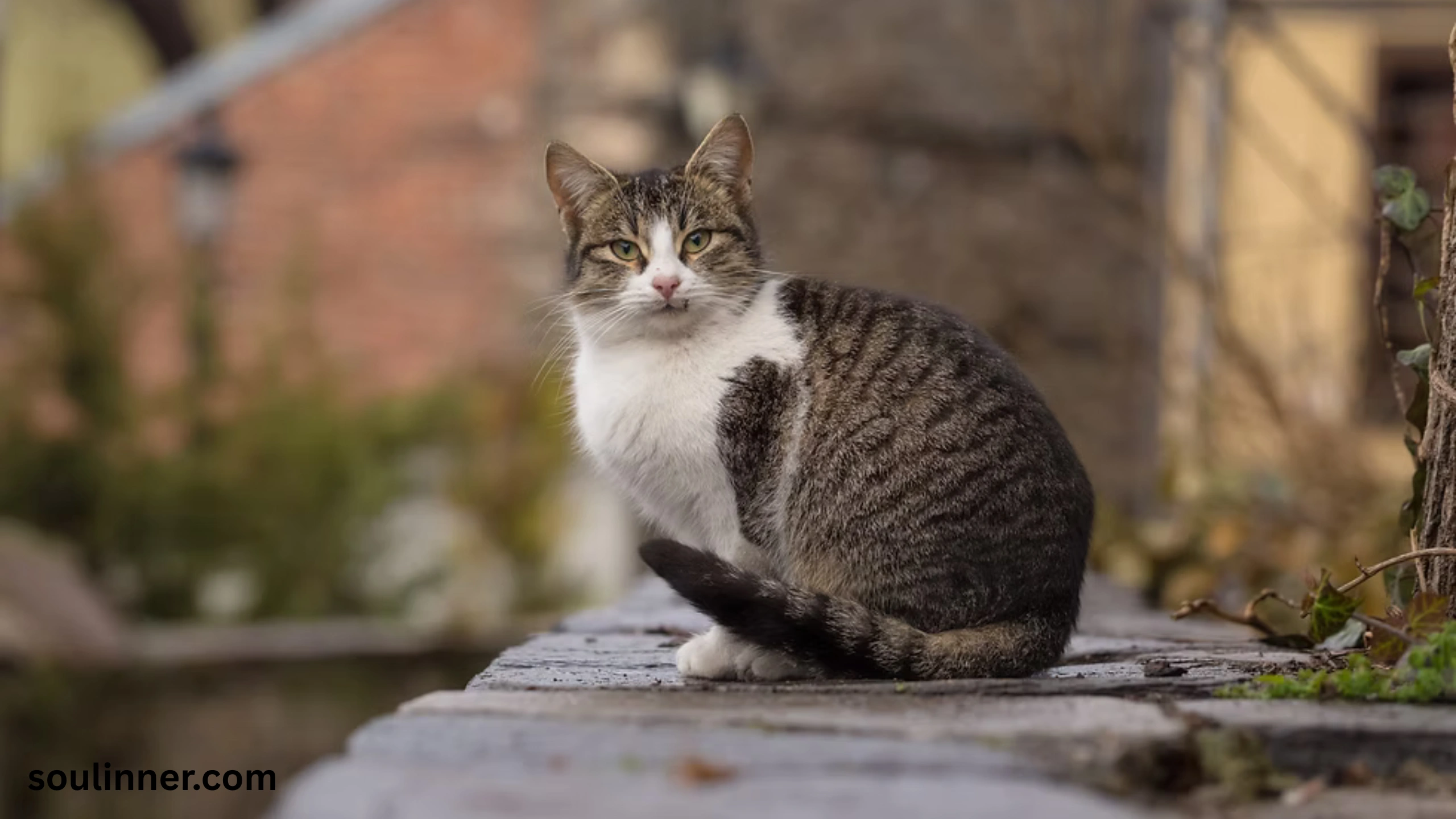 when a stray cat chooses you spiritual meaning