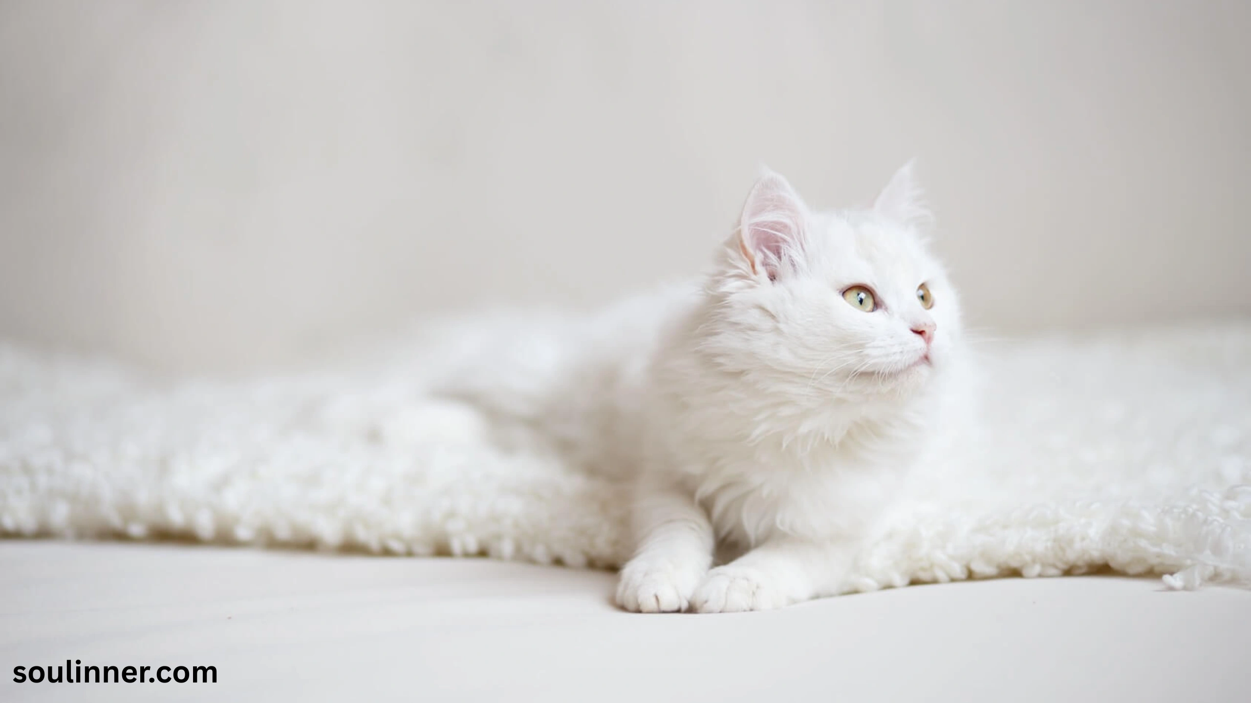 white cat meaning