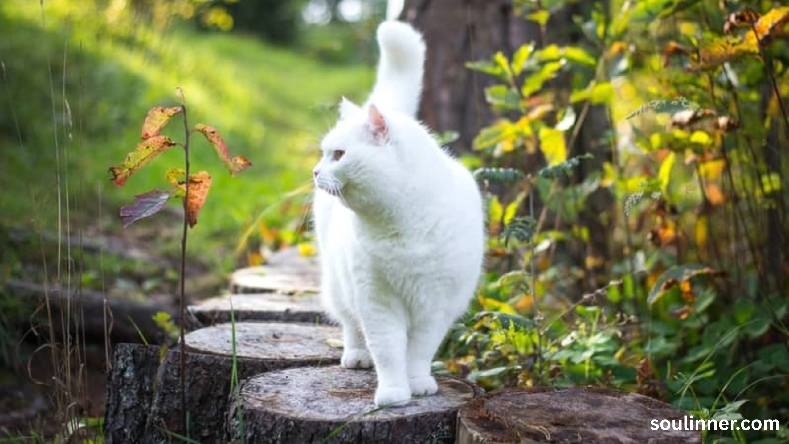 white cat meaning