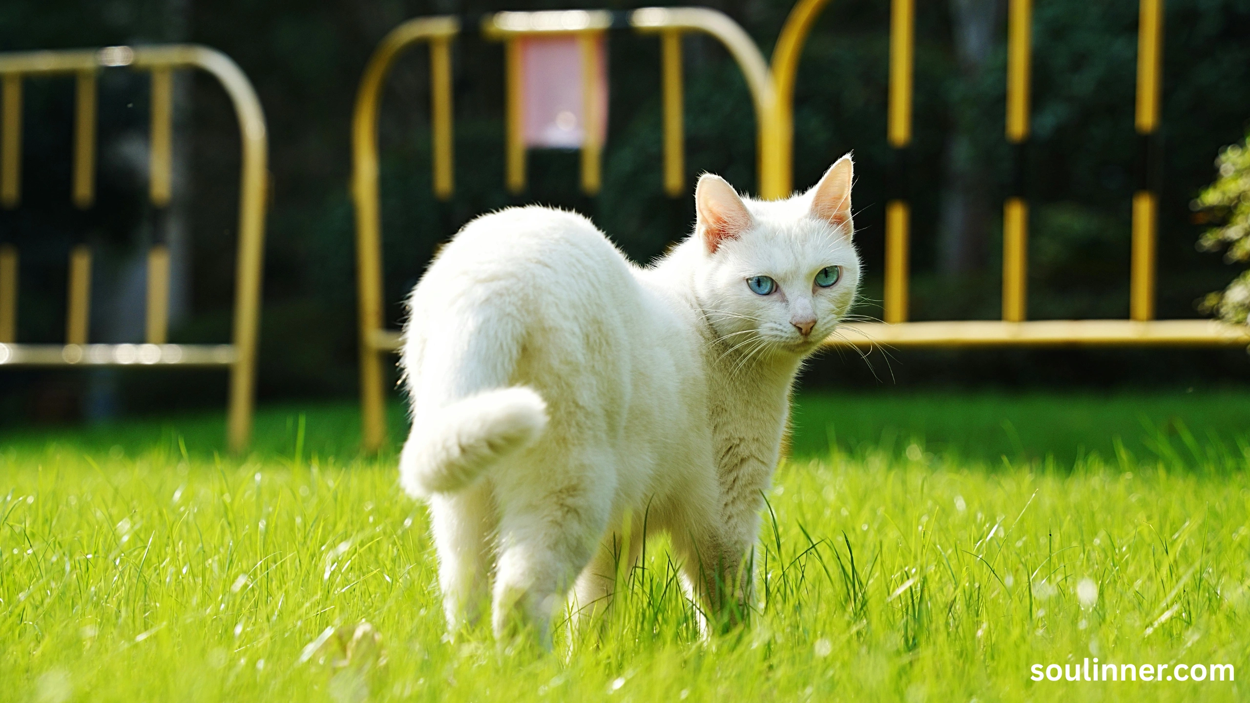 white cat meaning