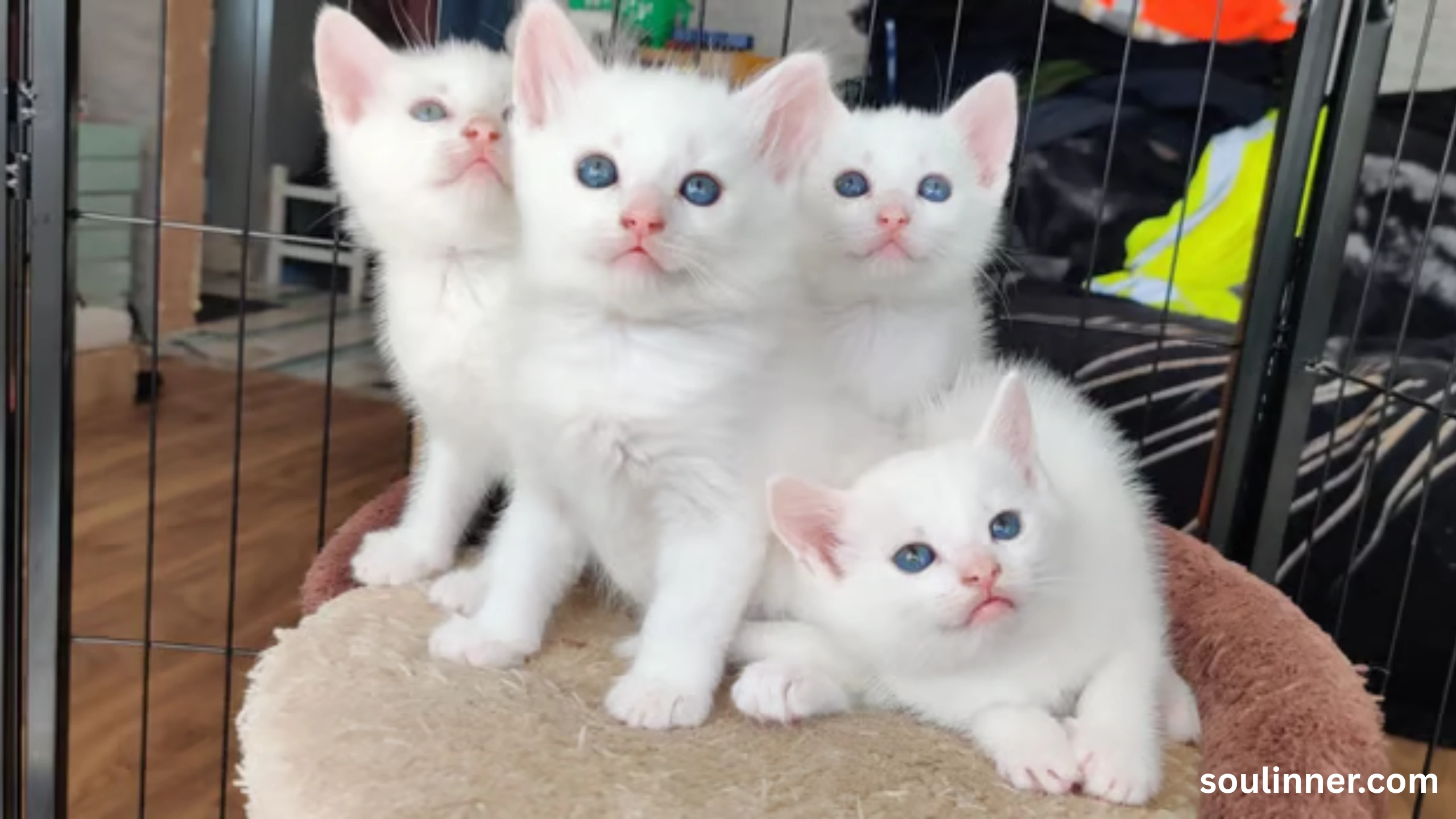 white cat meaning