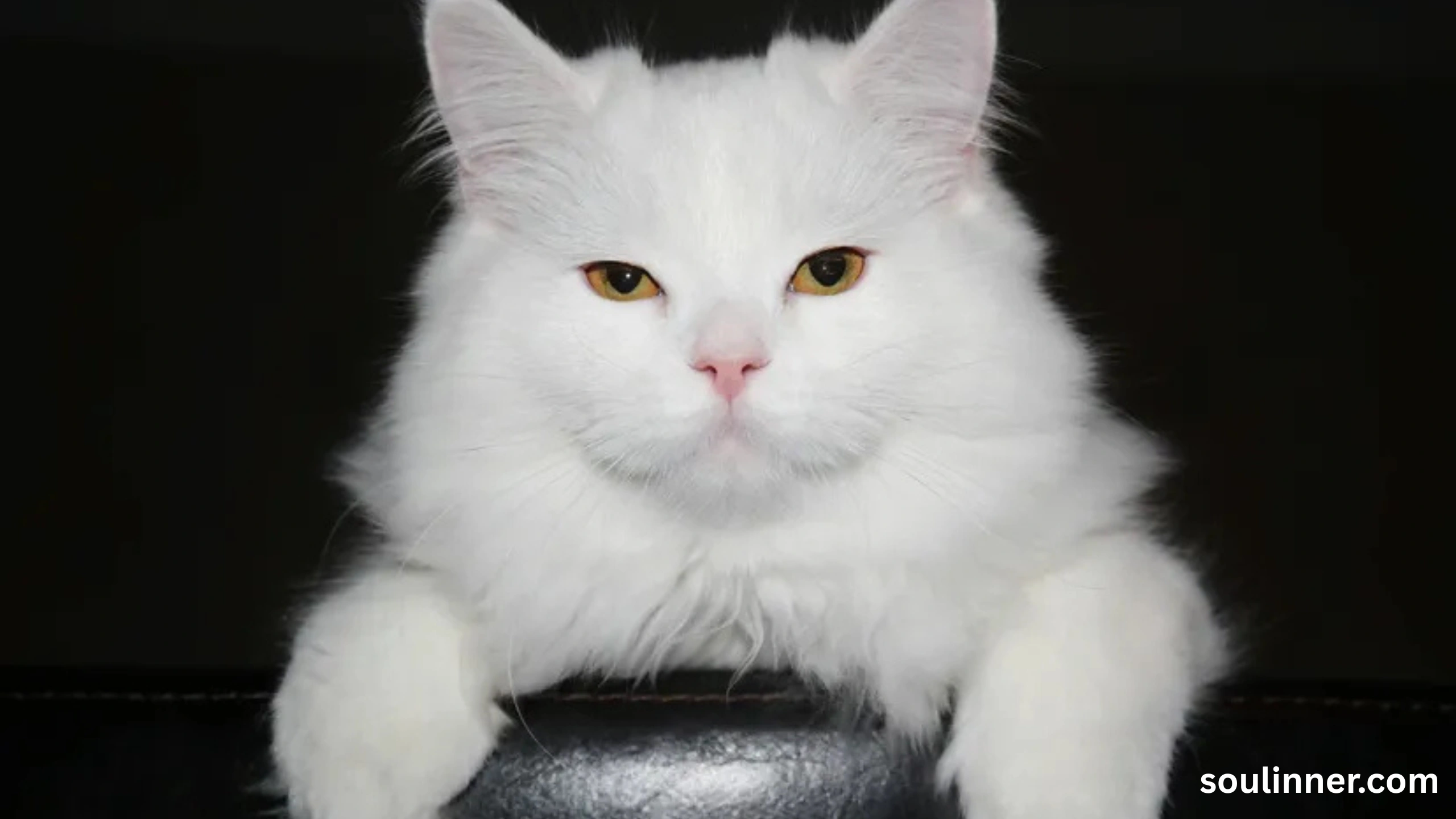 white cat meaning