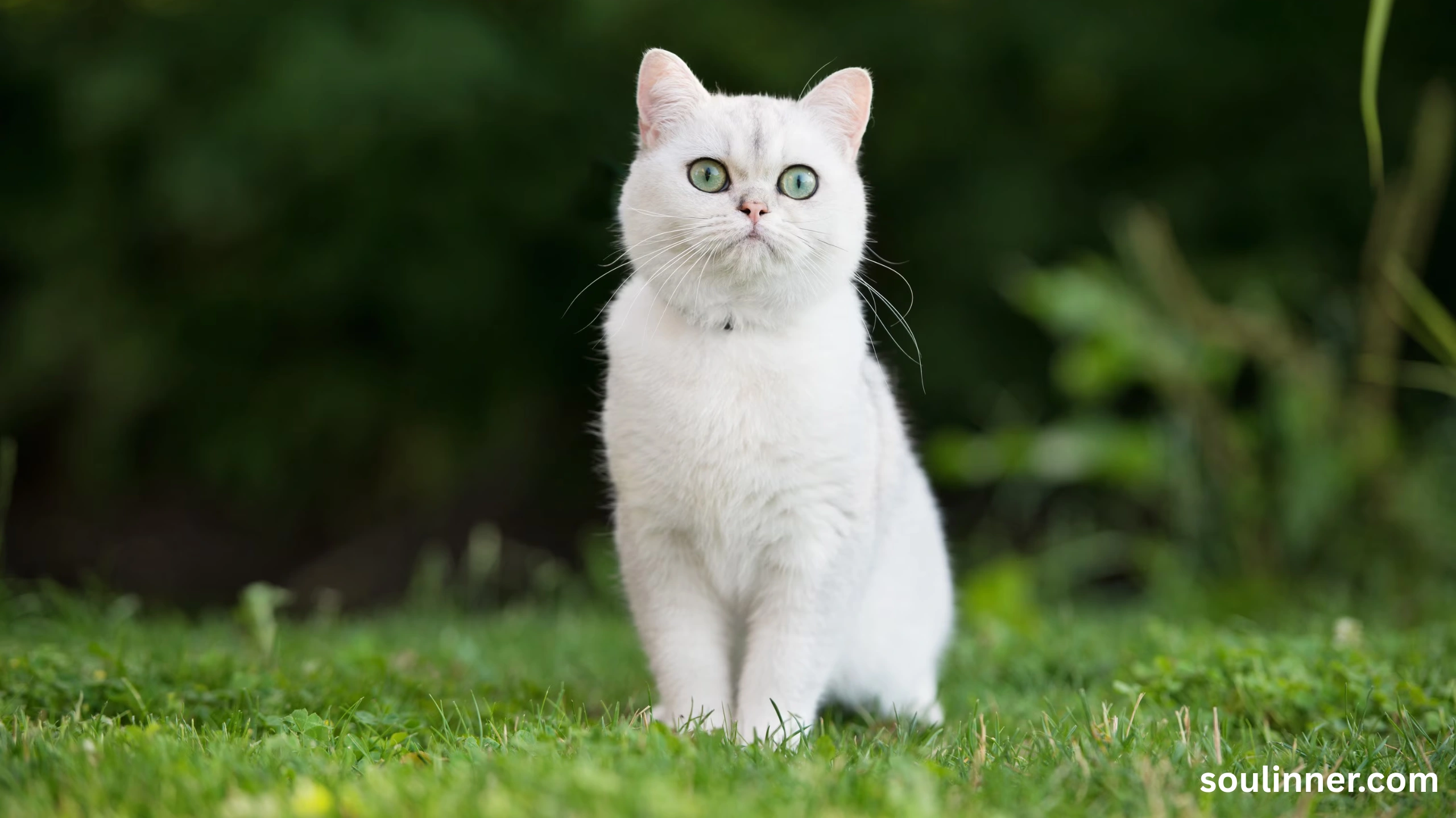 white cat meaning