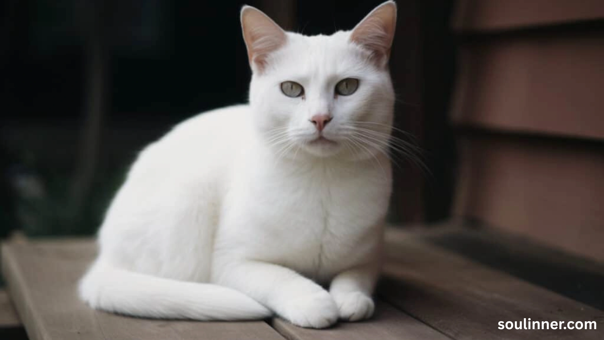 white cat meaning