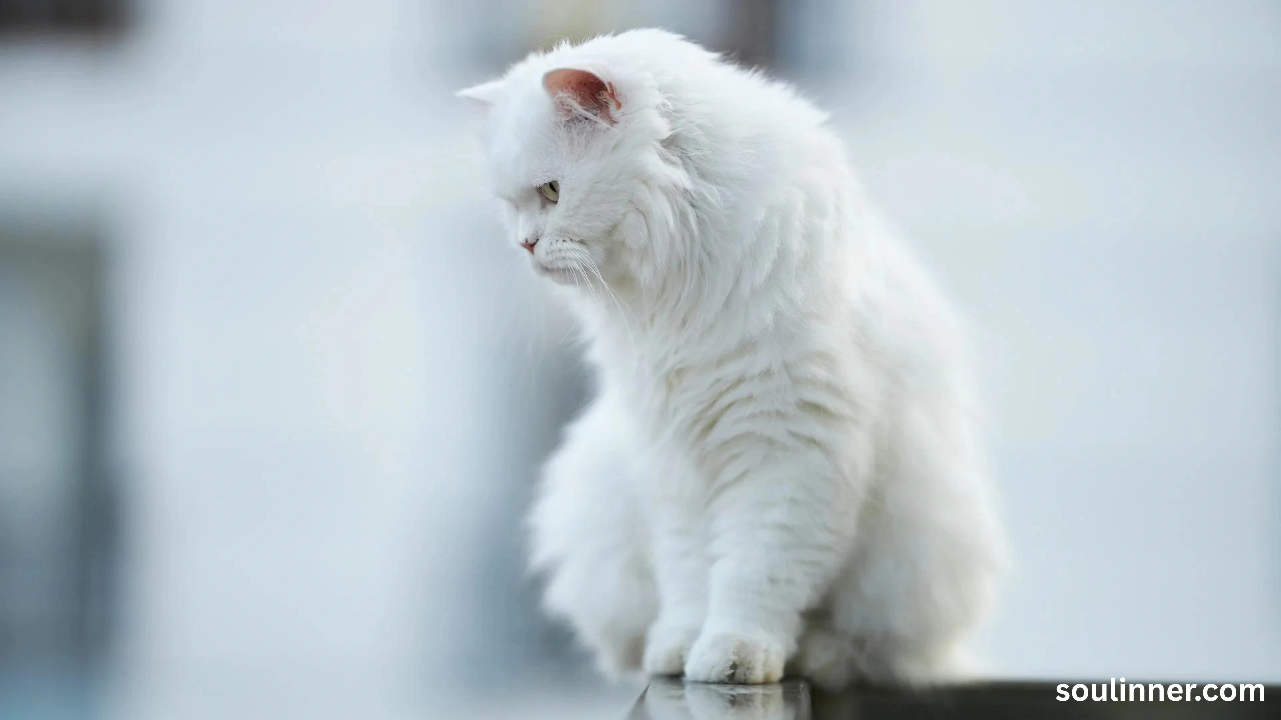 white cat meaning