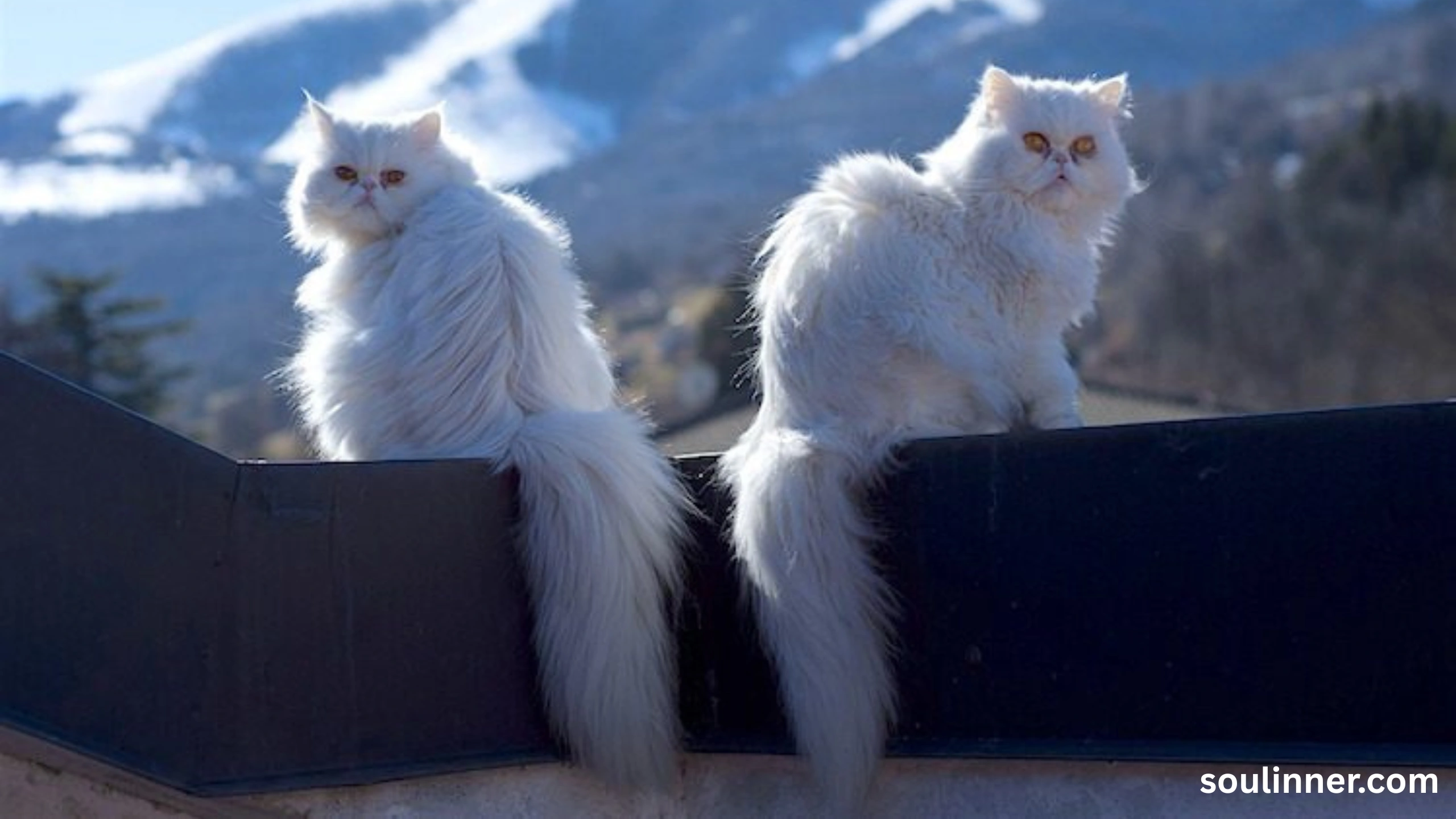white cat meaning