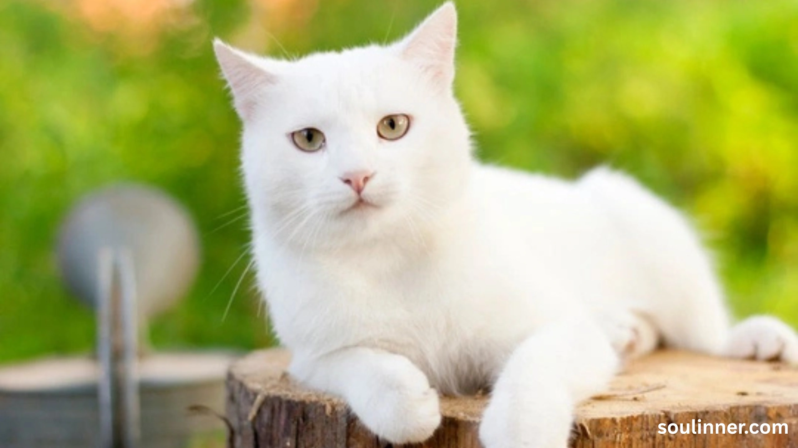 white cat meaning