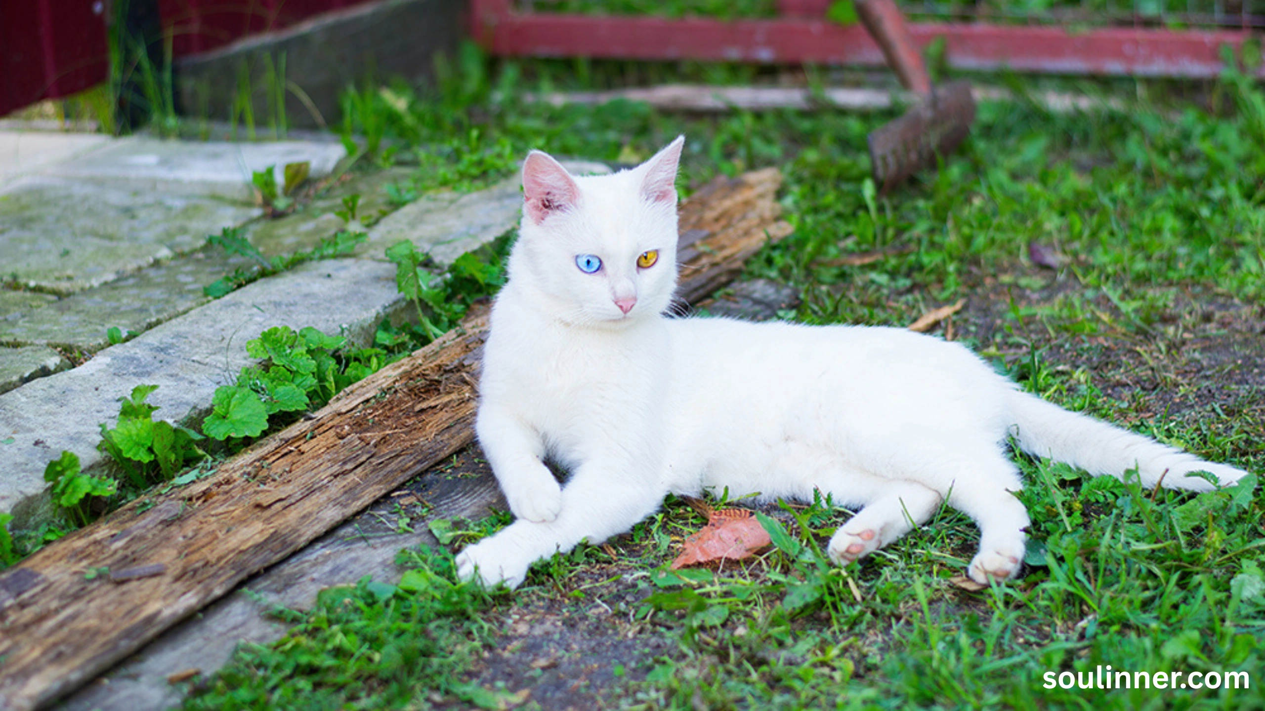 white cat meaning