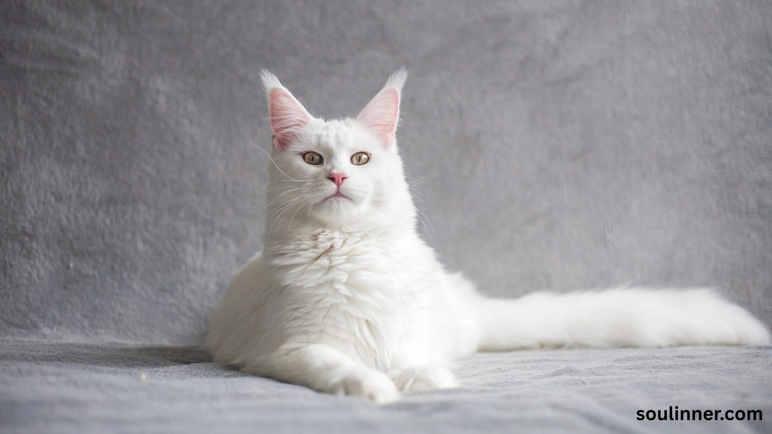 white cat meaning