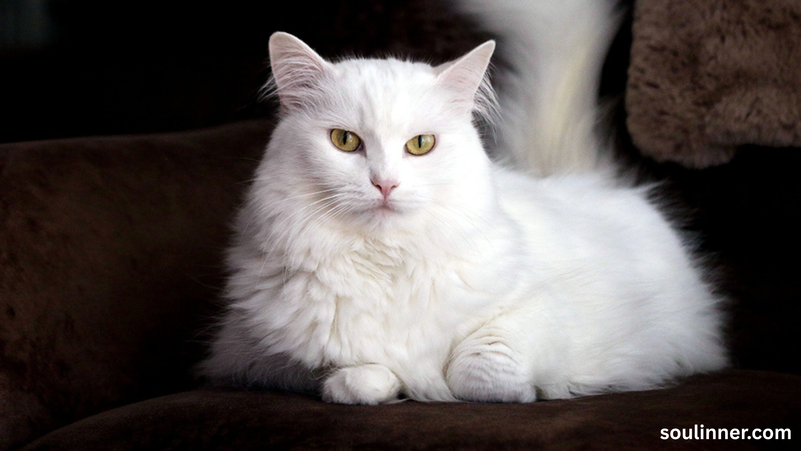 white cat meaning