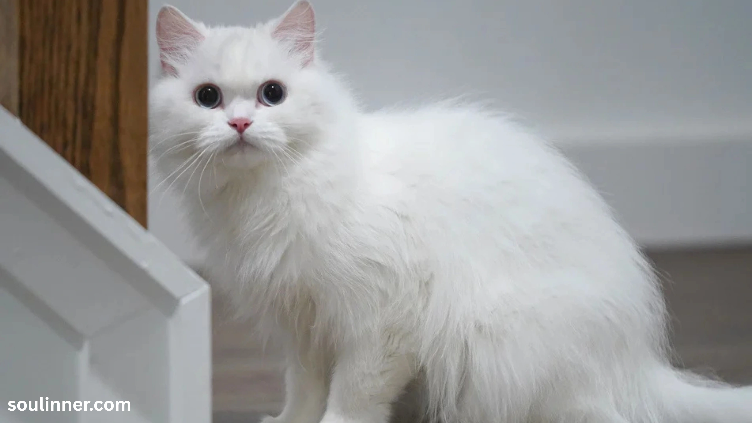 white cat meaning