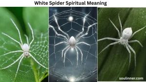 white spider spiritual meaning
