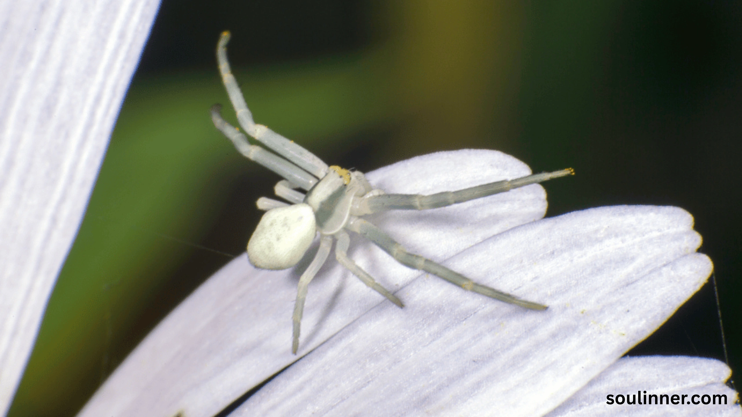 white spider spiritual meaning