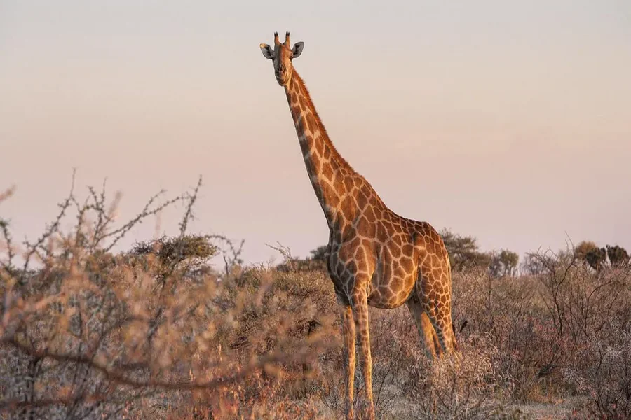 Giraffe Spiritual Meaning