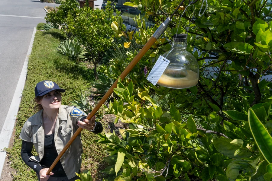 Preventive Pest Care Strategies for Orange County