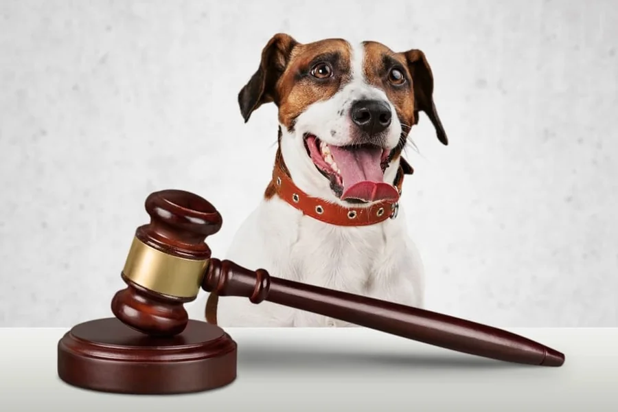Dog Bite Case