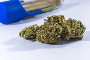 9 Unique Features Of Sugar Cookie Strain That Shopzaza Highlights For Enthusiasts