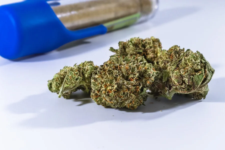 9 Unique Features Of Sugar Cookie Strain That Shopzaza Highlights For Enthusiasts