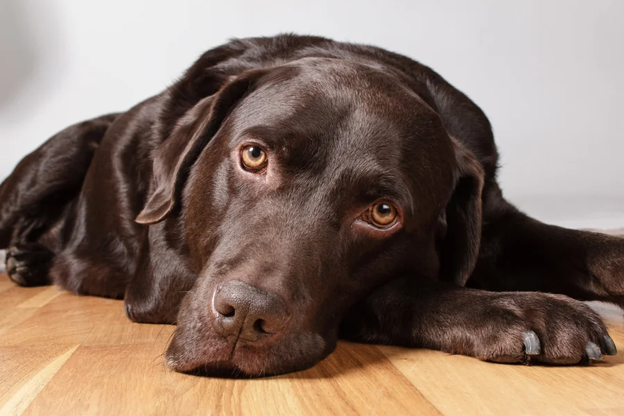 Chocolate Lab