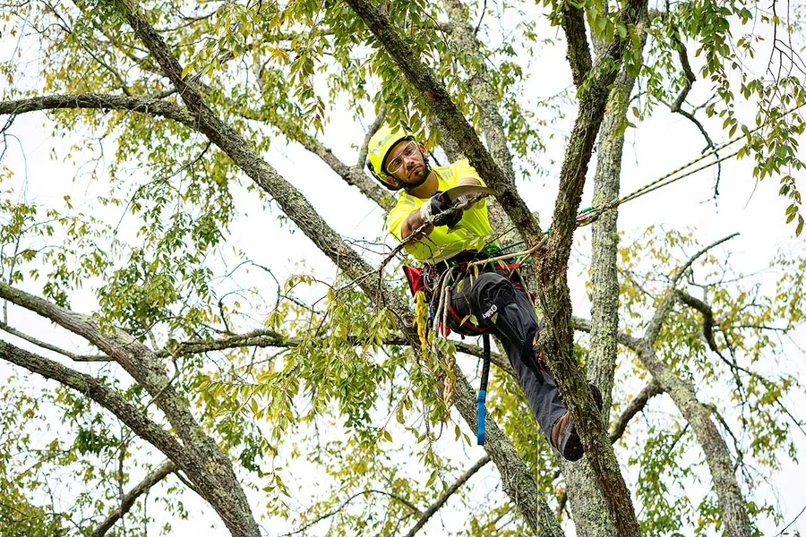 Tree Care
