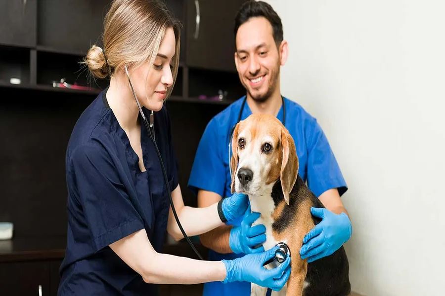 Veterinary Clinic