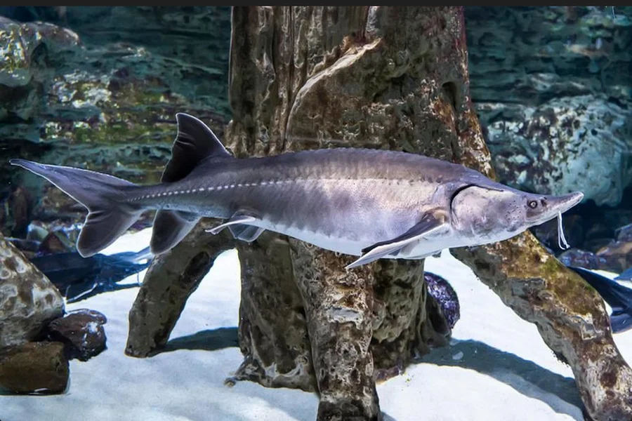Sturgeon