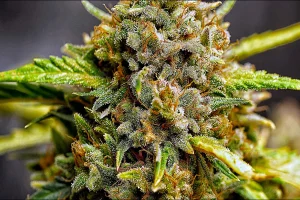 Cannabis Indica Strains