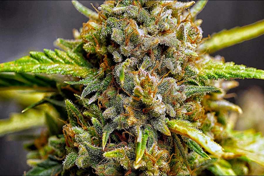 Cannabis Indica Strains