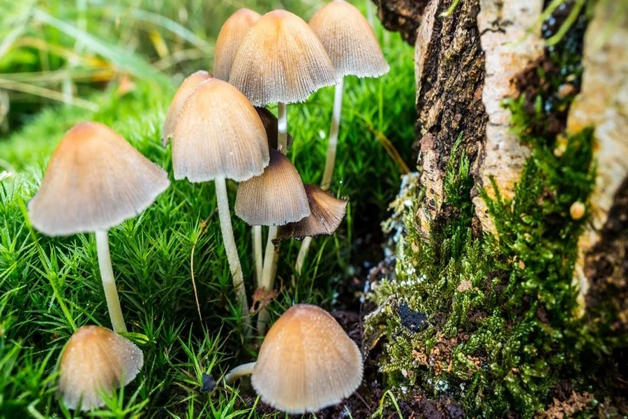 MUSHROOMS